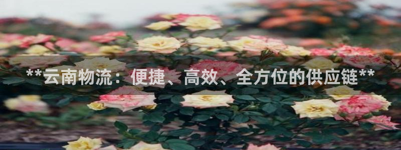 28圈大神预测